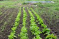 /album/fotos-country-de-vaqueros/plantacion-de-lechugas-en-country-de-vaqueros-para-consumo-en-el-residencial-alvarado-jpg1/